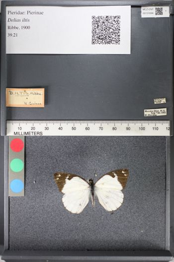 Media type: image;   Entomology 131694